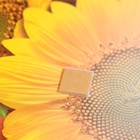 Украшение на скотче "Корзинка с ягодами" подсолнухи, 26х26 см (комплект 10 шт) - фото 25275859