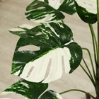 Дерево искусственное «Монстера Альба», h=60 см 9499308