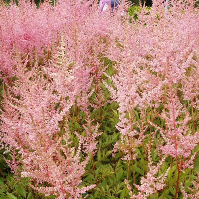 Я очень хотела посадить астильбу у нас в саду. Сегодня купила Понемногу обо всём