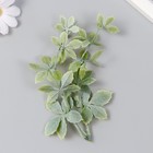 Искусственное растение для создания флорариума "Остролист тройной" 17,5 см - фото 319637468