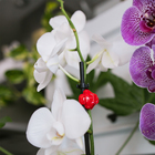 Клипса для растений «Грибок», набор 10 шт., МИКС, Greengo - Фото 11