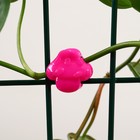 Клипса для растений «Грибок», набор 10 шт., МИКС, Greengo - Фото 7