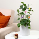 Клипса для растений «Улитка», набор 10 шт., МИКС, Greengo - Фото 6