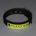 Ошейник, двухслойный, с вертлюгом, ширина 3 см, зелёный - Фото 8