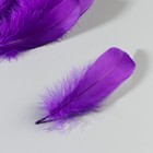 Набор перьев гуся 13-18 см, 20 шт, фиолетовый - Фото 3
