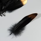 Набор перьев гуся 15-20 см, 10 шт, чёрный с золотистым кончиком - фото 9930323