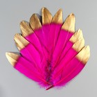 Набор перьев гуся 15-20 см, 10 шт, фуксия с золотым кончиком - фото 7007981