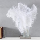 Перо страуса премиум 55-60 см, белый - Фото 1