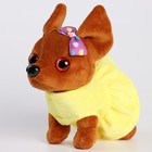 Мягкая игрушка «Чихуахуа Боня» в одежде, 20 см - Фото 1