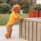 Футболка-поло для животных, XL (ДС 40, ОГ 50, ОШ 33 см), оранжевая - Фото 2