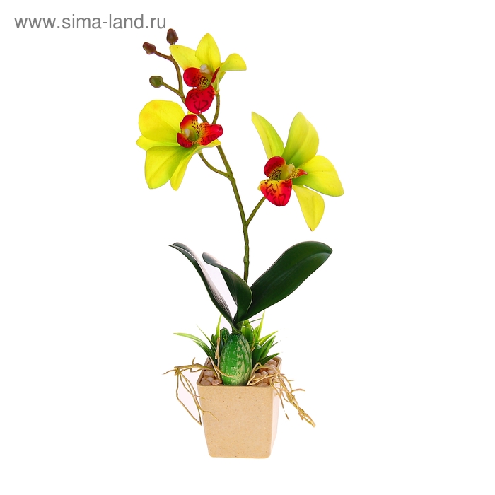 композиция орхидея камушек 24*5,5 см - Фото 1
