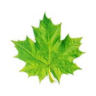 Украшение на скотче "Кленовый лист" зелёный, 18х18 см - фото 319761927