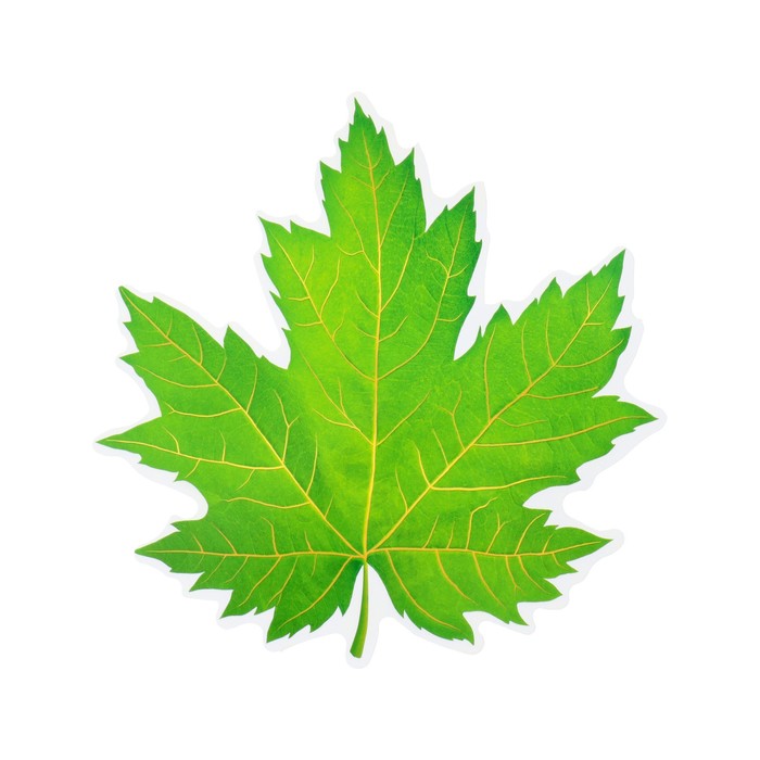 Украшение на скотче "Кленовый лист" зелёный, 18х18 см - Фото 1