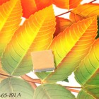 Украшение на скотче "Рябина" листья, ягоды, 18х18 см (комплект 8 шт) - фото 25276537