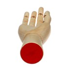 Модель деревянная Calligrata «Рука женская правая» 25 см - Фото 4