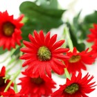 Букет "Гербера ранняя" 3х28 см, микс (комплект 2 шт) - фото 35954933