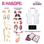 Набор для опытов «Строение тела», беременная женщина - Фото 2