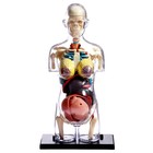 Набор для опытов «Строение тела», беременная женщина - Фото 11