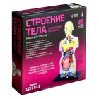 Набор для опытов «Строение тела», беременная женщина - фото 7090029