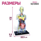 Набор для опытов «Строение тела», беременная женщина - Фото 3