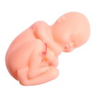 Набор для опытов «Строение тела», беременная женщина - фото 7090021
