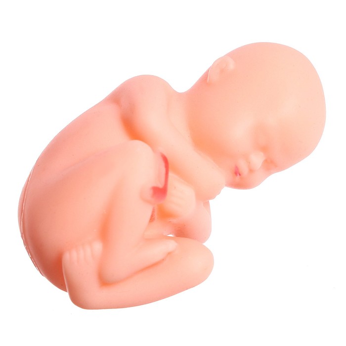 Набор для опытов «Строение тела», беременная женщина - фото 1909256312