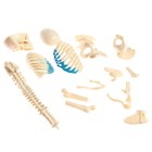 Набор для опытов «Строение тела», беременная женщина - Фото 8