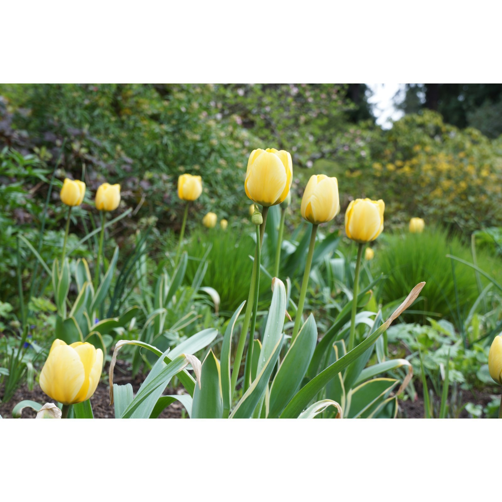 Купить Тюльпан Яп Гроот (Луковицы) - доставка по Минску и всей Беларуси Фото и о