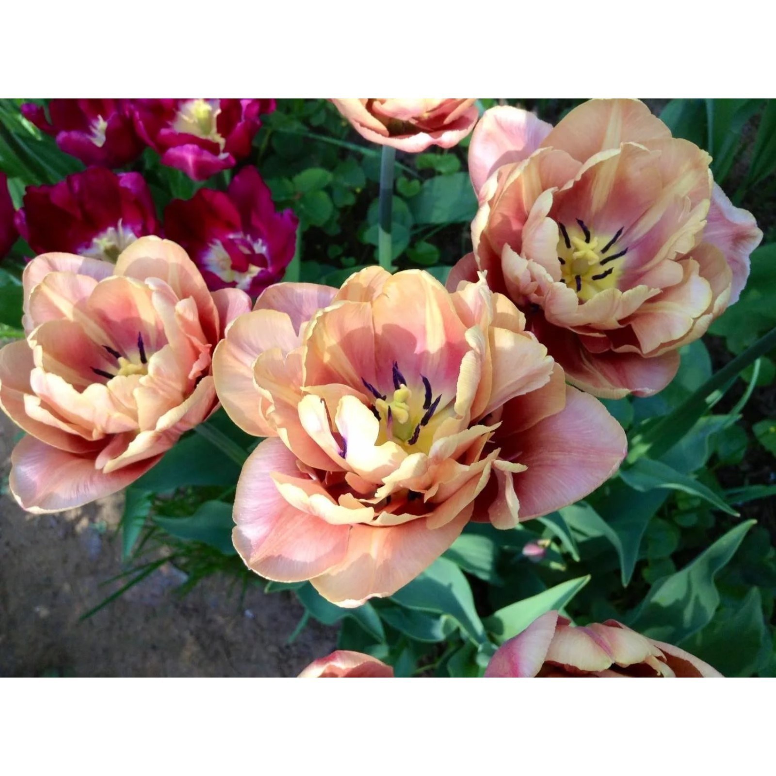 Buy Tulip 'Copper Image' Bulbs Sarah Raven Growing tulips, Types of tulips, Tuli
