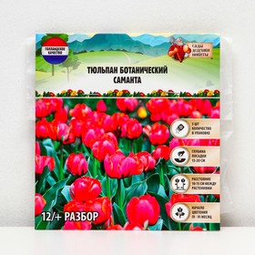 Тюльпан ботанический Саманта, р-р 12/+, 5 шт, Осень 2023