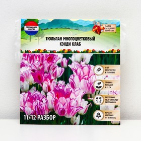 Тюльпан многоцветковый Кэнди Клаб, р-р 11/12, 5 шт, Осень 2023