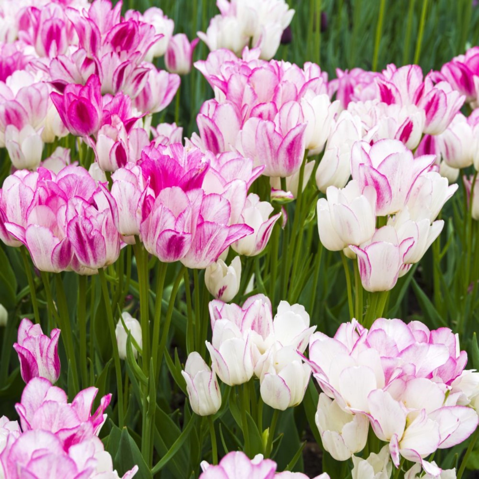 Кустовые тюльпаны фото Кустовые тюльпаны фото