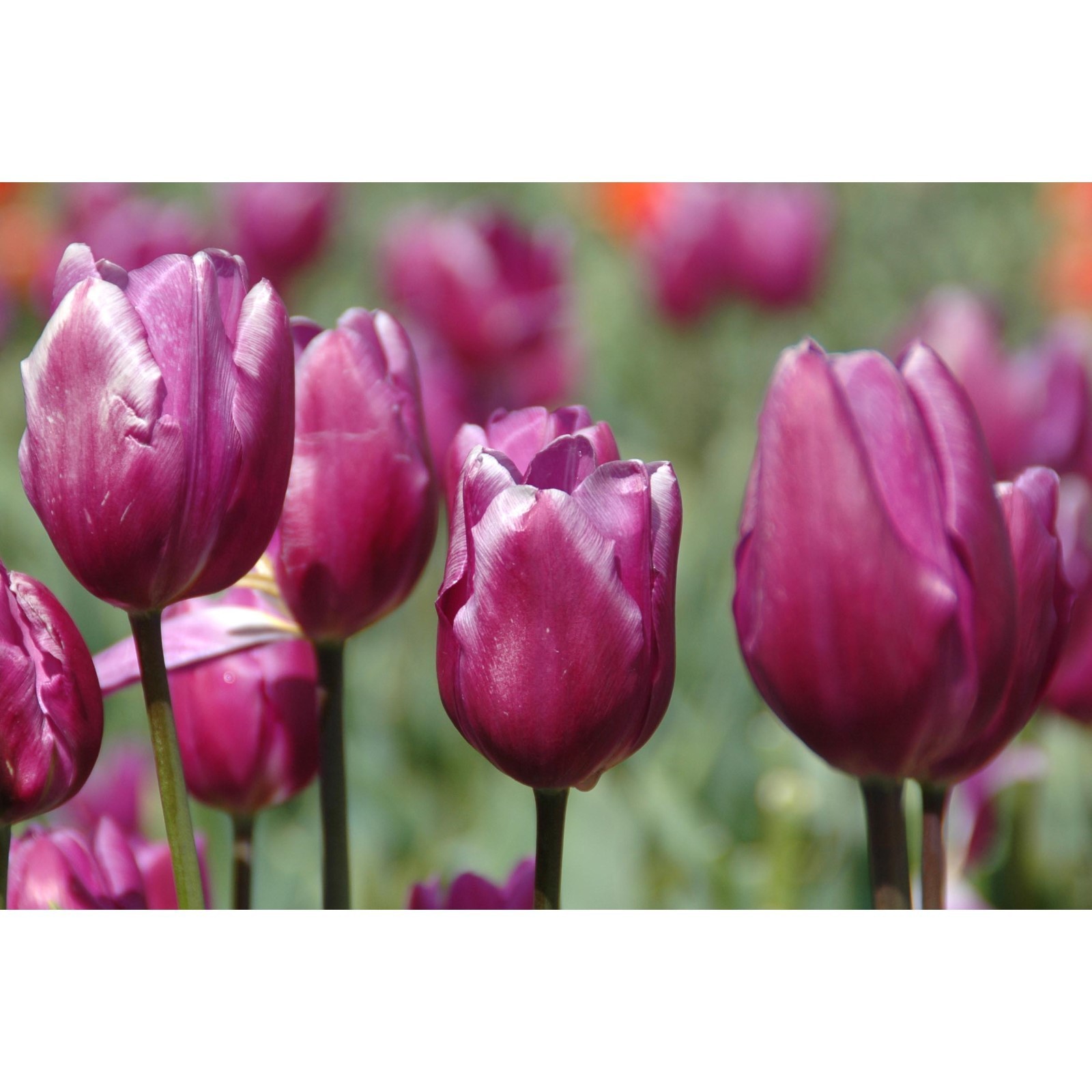 Пурпл пиони тюльпан фото Пурпл пиони тюльпан фото