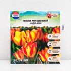 Тюльпан многоцветковый Уандер Клаб, р-р 11/12, 5 шт, Осень 2023 - фото 11478125