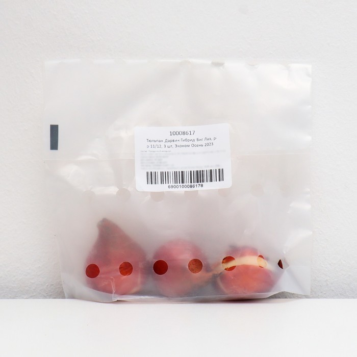 Тюльпан Дарвин Гибрид Биг Лав, р-р 11/12, 3 шт, Эконом, Осень 2023