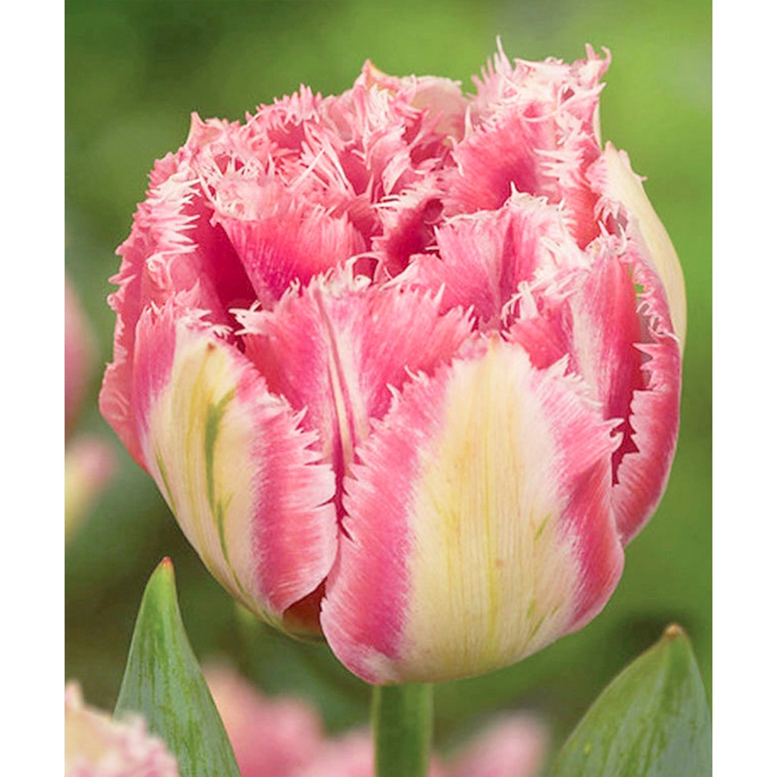 Махровые тюльпаны фото Махровые тюльпаны фото