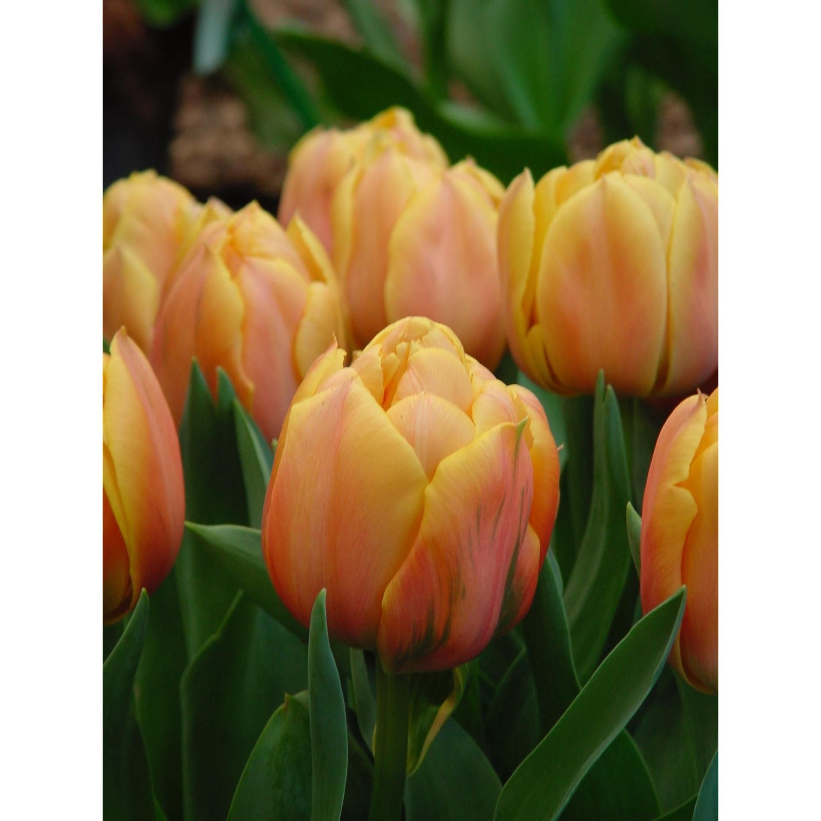 Foxy foxtrot тюльпан фото Foxy foxtrot тюльпан фото