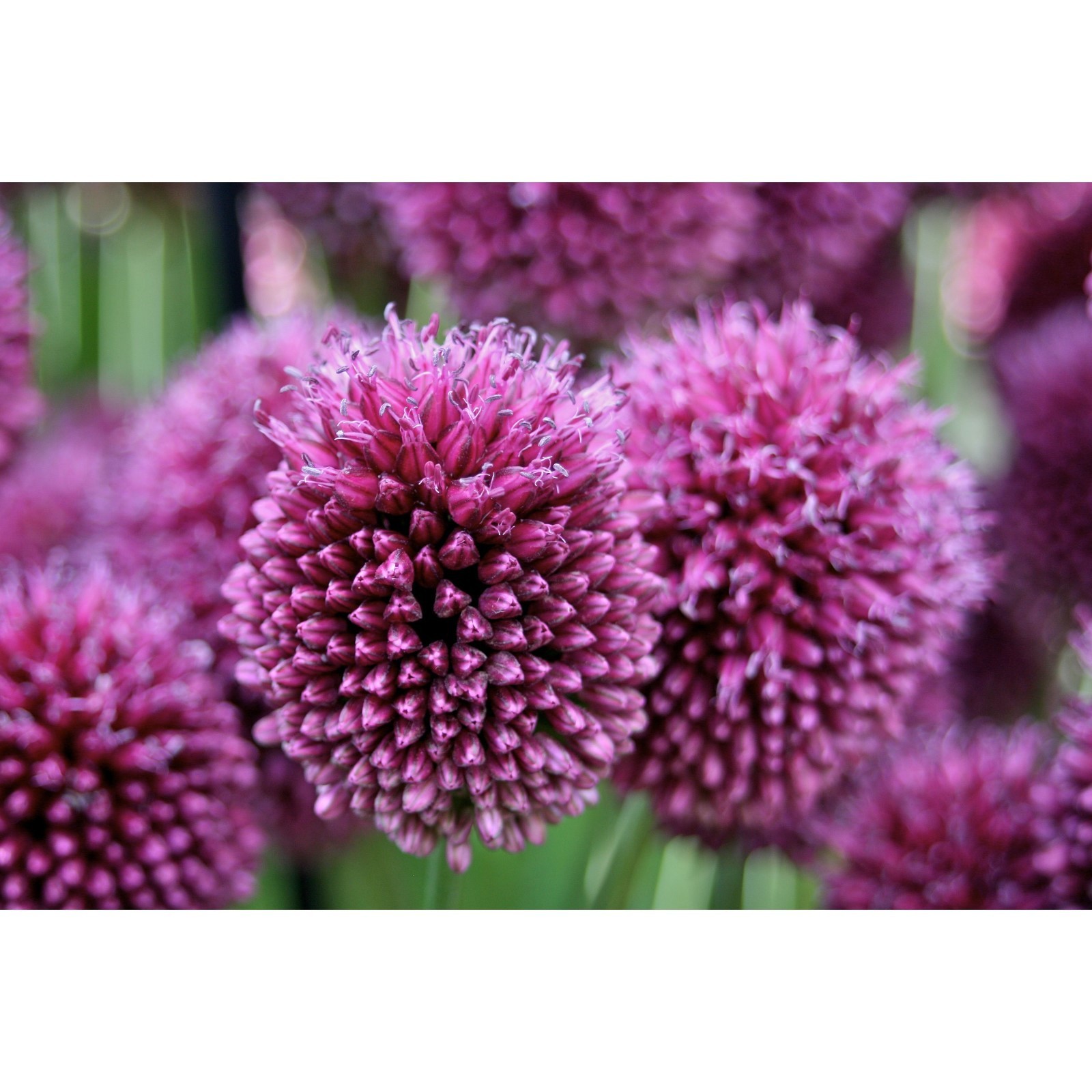 Лук круглоголовый фото и описание сорта Лук круглоголовый фото и описание сорта