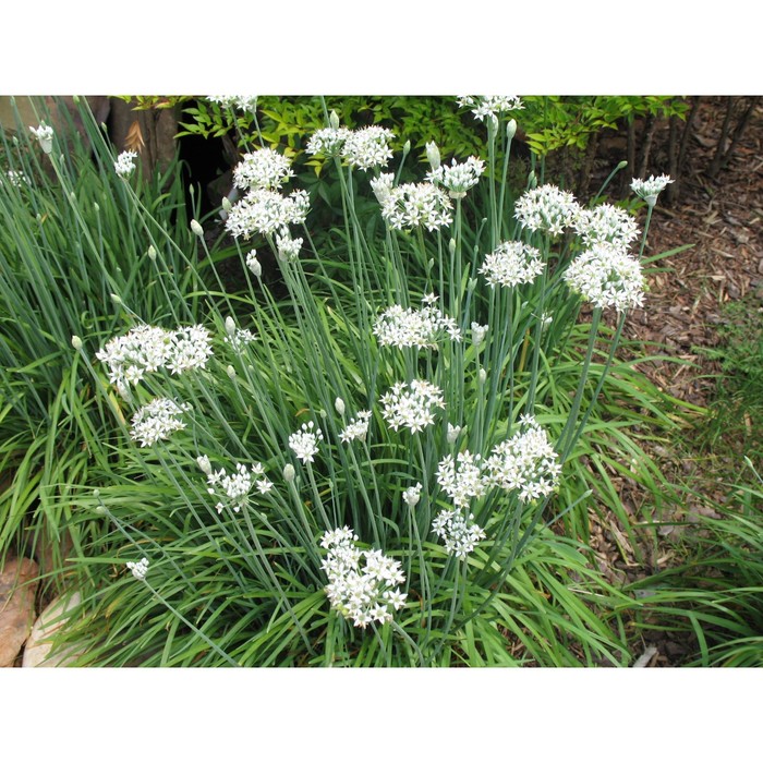 Саженец Лук шнитт Вайт Уан / Закрытая (ЗКС) / 10-20 см. - купить с доставкой по