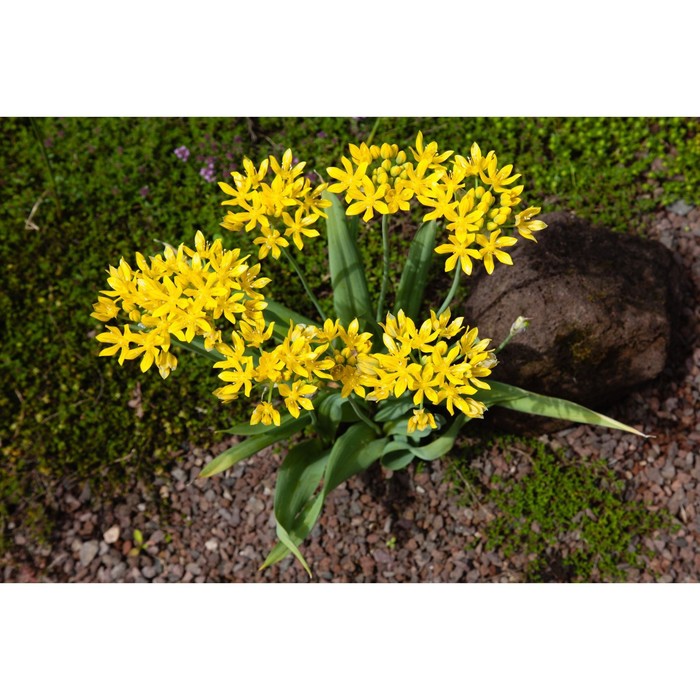 Желтый лук фото Желтый лук фото