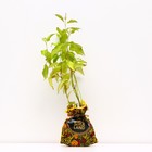 Саженец Дерен (горшок р9) Келси, 1 шт, Осень 2025 10009734