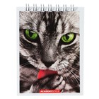 Блокнот А7 40 листов в клетку на гребне "Кошки", обложка картон, ВД-лак, МИКС - фото 24544412