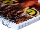 Блокнот А7 40 листов в клетку на гребне "Кошки", обложка картон, ВД-лак, МИКС - фото 24544415