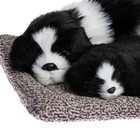 Игрушка на панель авто, собаки на подушке, бело-черный окрас - фото 7184154