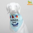 Платок для животных "С днём рождения", 15 х 12 х 1 см, голубой - фото 3788396