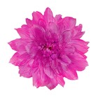Краситель флористический, для цветов, фуксия, 300 мл - Фото 3