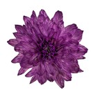 Краситель флористический, для цветов, фиолетовый, 300 мл - Фото 3