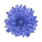 Краситель флористический, для цветов, ультрамарин, 300 мл - Фото 3