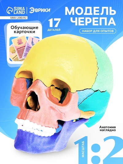 Набор для опытов «Череп человека», анатомическая модель