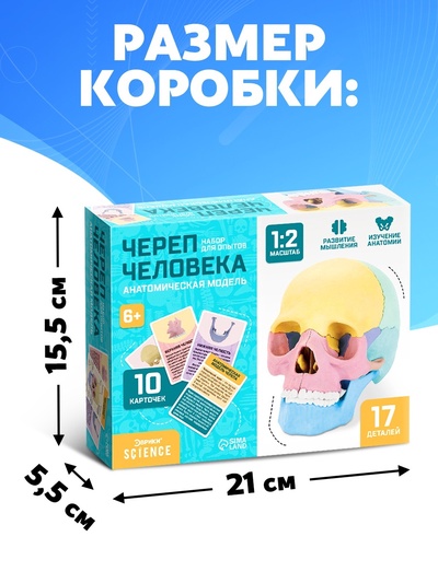 Набор для опытов «Череп человека», анатомическая модель